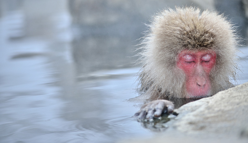 お風呂好き?! 猿が温泉に入る理由 | animal lab（アニラボ）