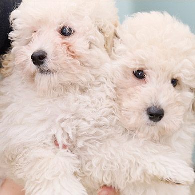 よくあるご質問