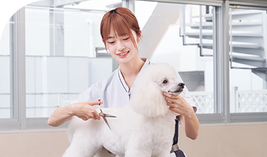 愛犬美容科