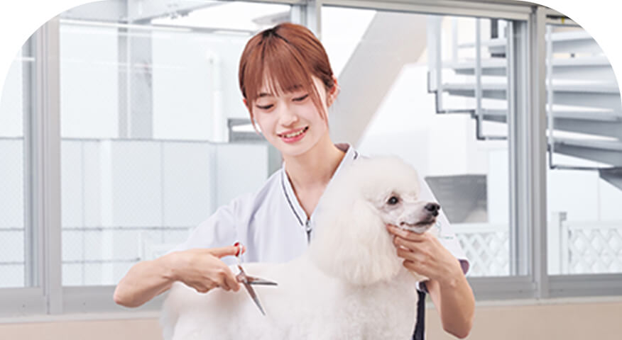 愛犬美容科