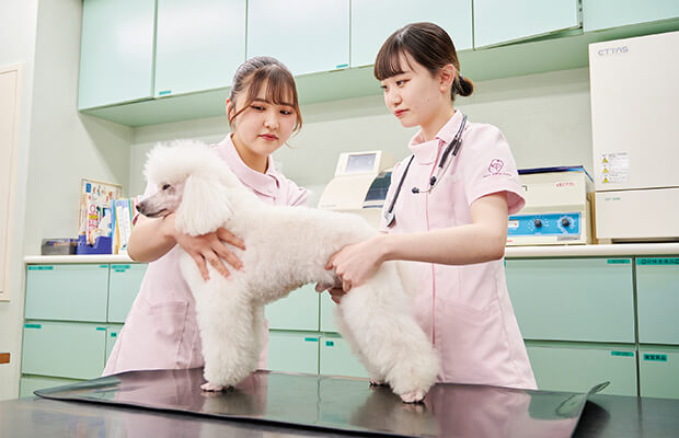 動物看護師のきほんのき！「保定法」