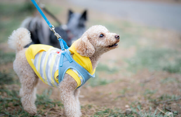 犬の散歩トレーニング