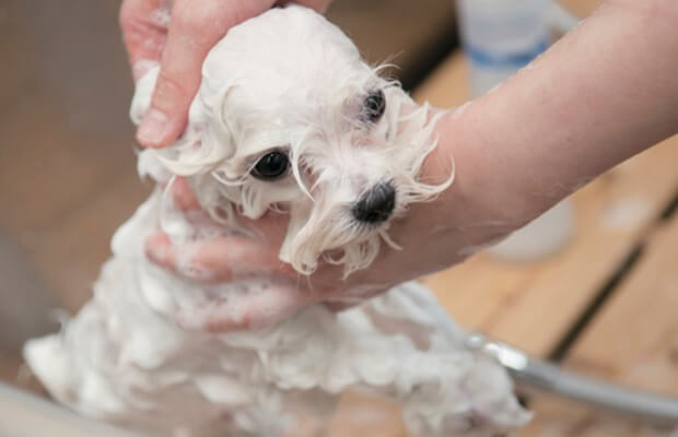 わんちゃんのシャンプー方法
