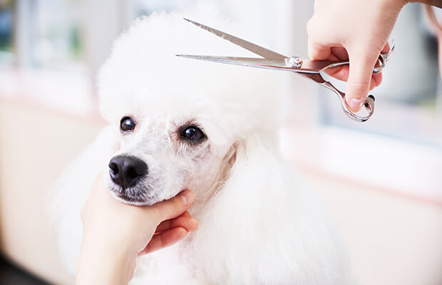 様々なカットスタイル