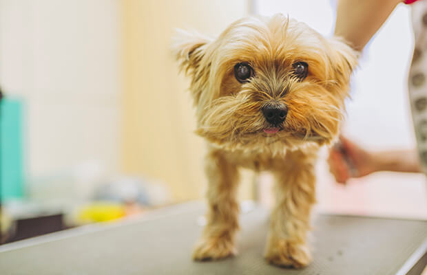 お家で使える健康チェック方法と犬種学