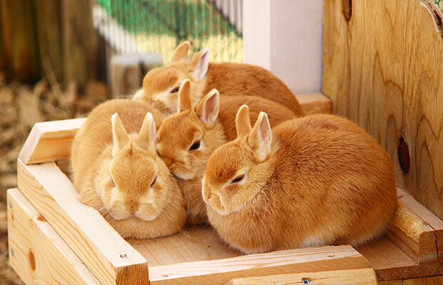 エキゾチックアニマル