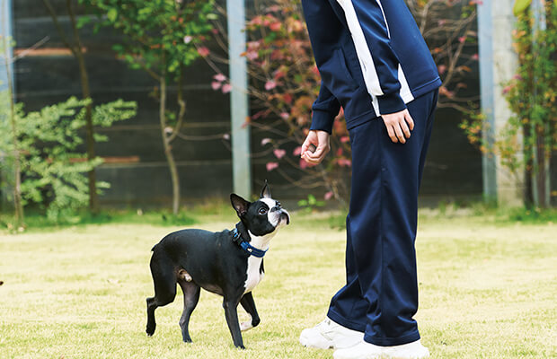 犬の訓練、しつけトレーニング