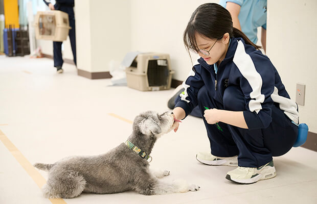 犬の訓練、しつけトレーニング
