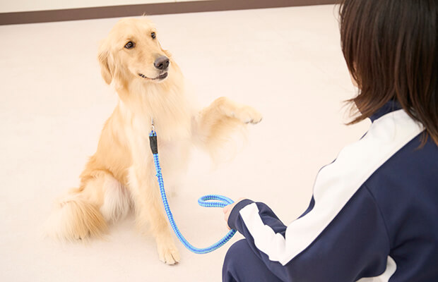 犬の訓練、しつけトレーニング