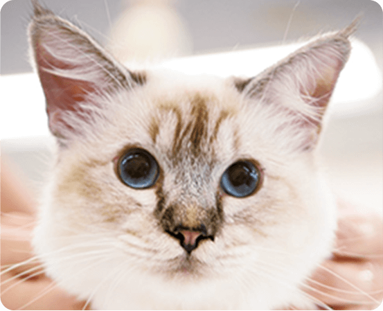 モデル猫たちも一緒に勉強するよ!