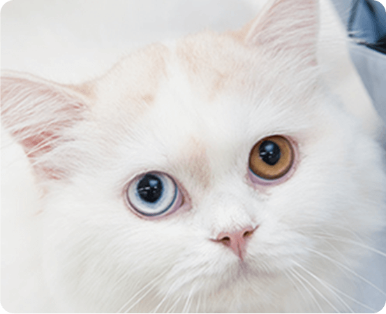 モデル猫たちも一緒に勉強するよ!