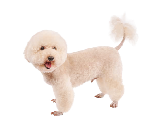 雪村(ゆきむら)