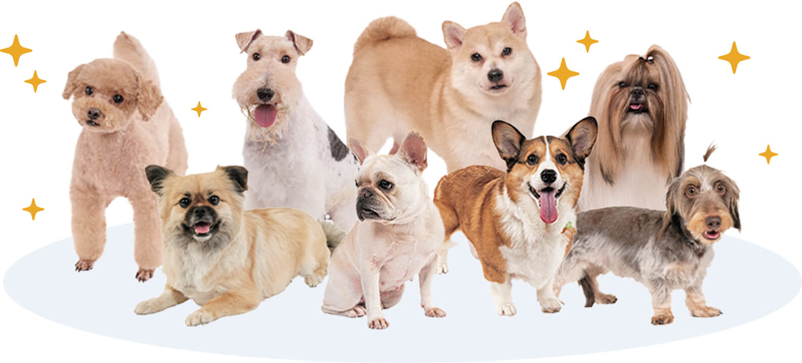 たくさんのワンちゃんにご協力いただいています!